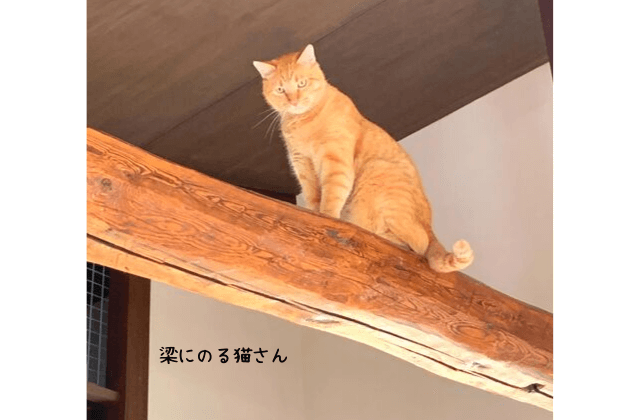 神奈川県鎌倉大仏近くの古民家風保護猫カフェ 鎌倉ねこの間 レポ 介護 猫 そらママdiary