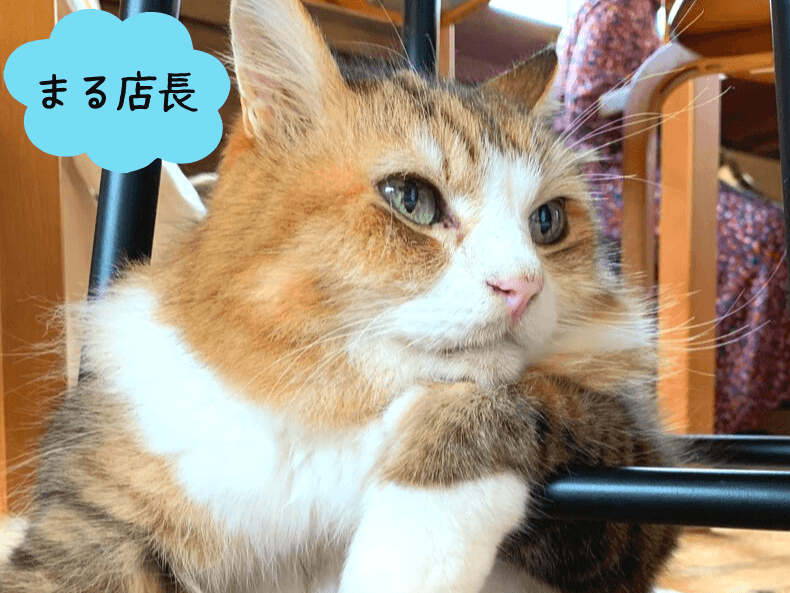 神奈川県鎌倉大仏近くの古民家風保護猫カフェ 鎌倉ねこの間 レポ 介護 猫 そらママdiary
