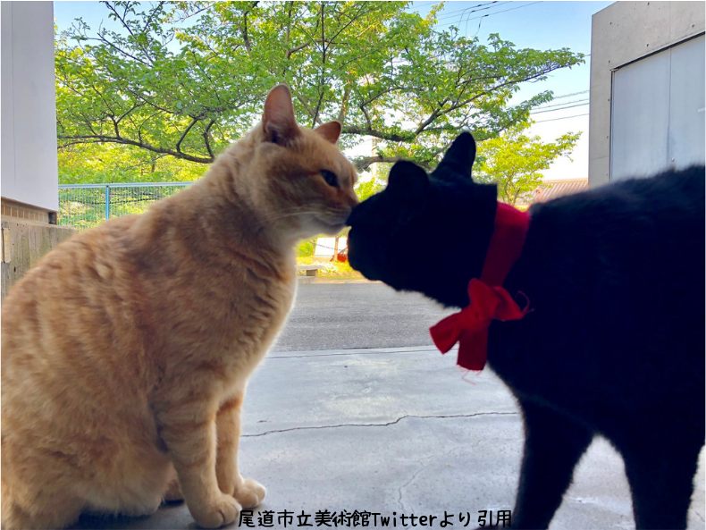 尾道市立美術館 猫と警備員の攻防で話題 猫の名前は 何故来る 介護 猫 そらママdiary