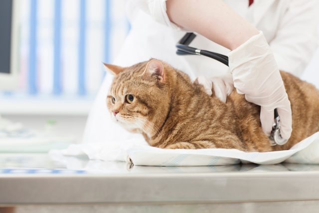 動物看護師 給料の平均 最高 年収は 例を出して徹底調査 介護 猫 そらママdiary