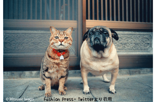 大丸神戸店の催し 19岩合光昭写真展開催 日程 料金は 介護 猫 そらママdiary