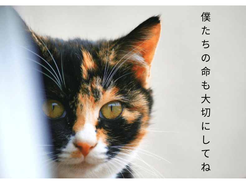 Acジャパン動物愛護cm 柴犬出演作とにゃんぱく宣言をご紹介 介護 猫 そらママdiary