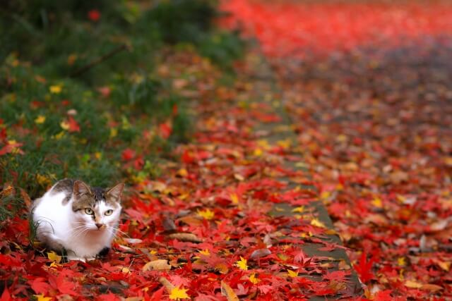 紅葉と猫